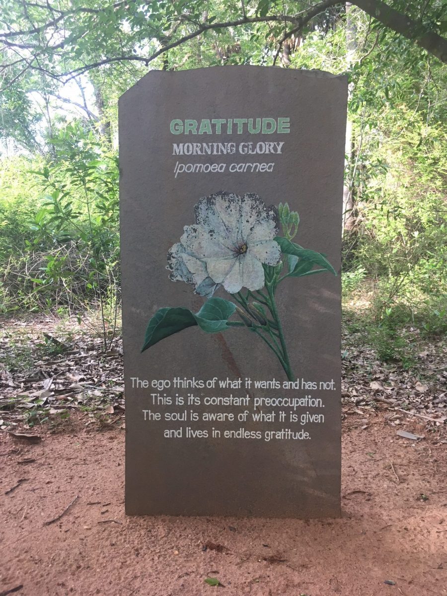 Gratitude - a guiding principle of Auroville