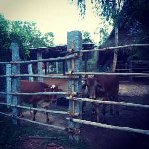 Sadhana Forest, Auroville