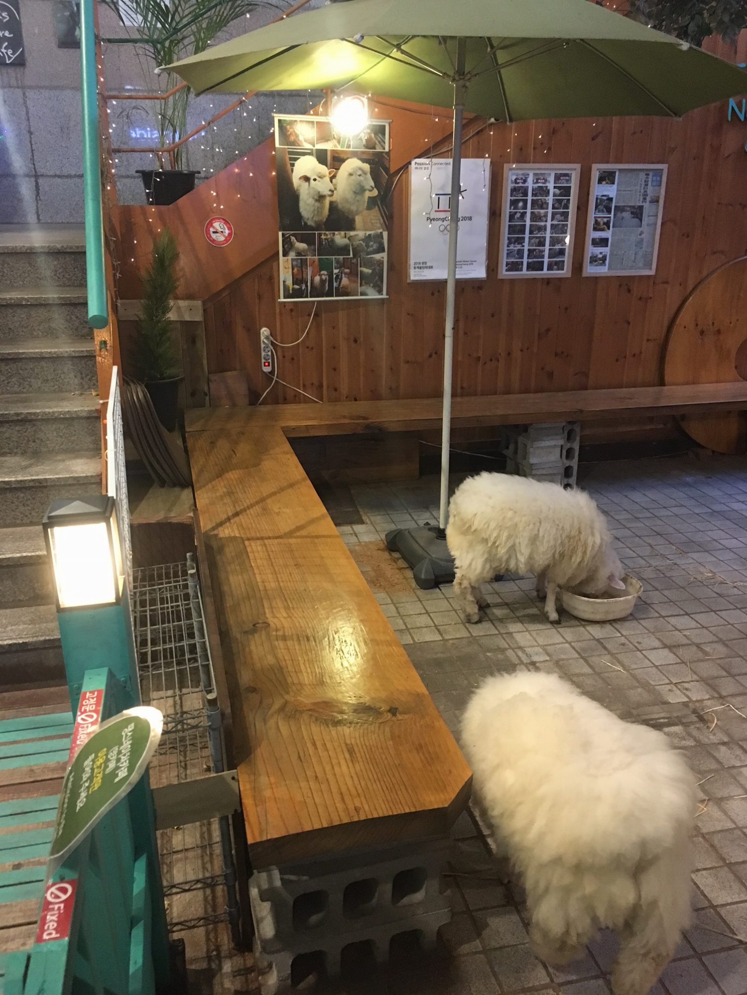 Sheep Cafe in Hongdae