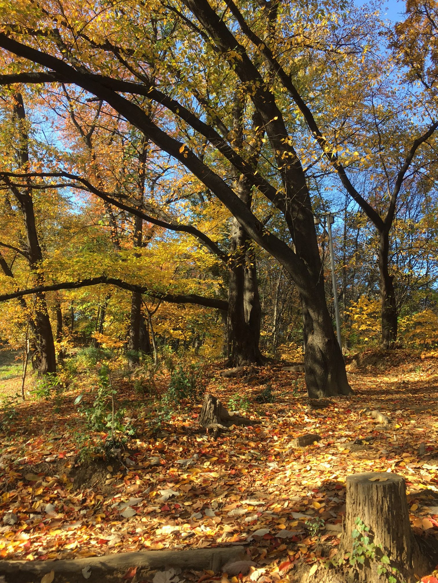 A walk through a Seoul park in Autumn