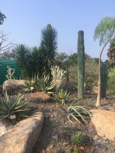 Cacti in Auroville Botanical Gardens