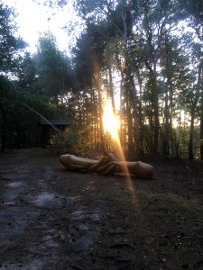 Magical sun setting beyond the forest