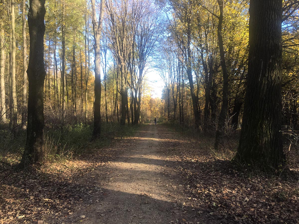 Strolling through a forest in Krakow