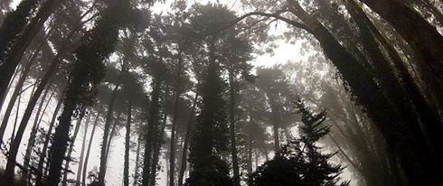 Trees of San Francisco